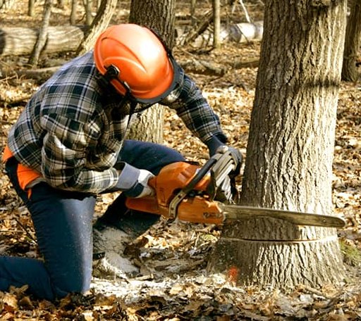 Tree Removal in Mears, VA